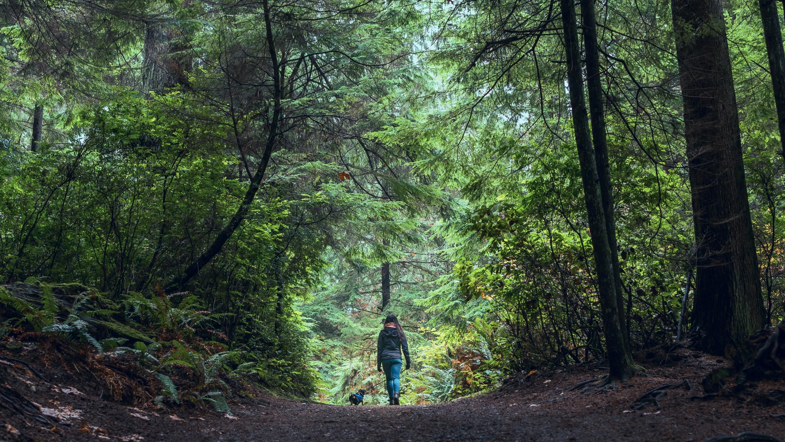 2560x1440 Download 2560x1440 Forest, Woman, Path, Dog, Plants, Green, Hiking Wallpaper for iMac 27 inch