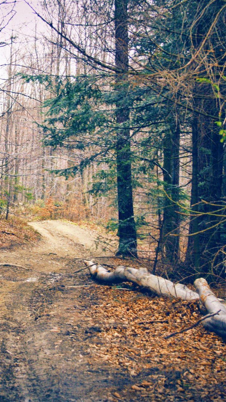 750x1334 Hiking Forest Road iPhone 8 Wallpaper Free Download