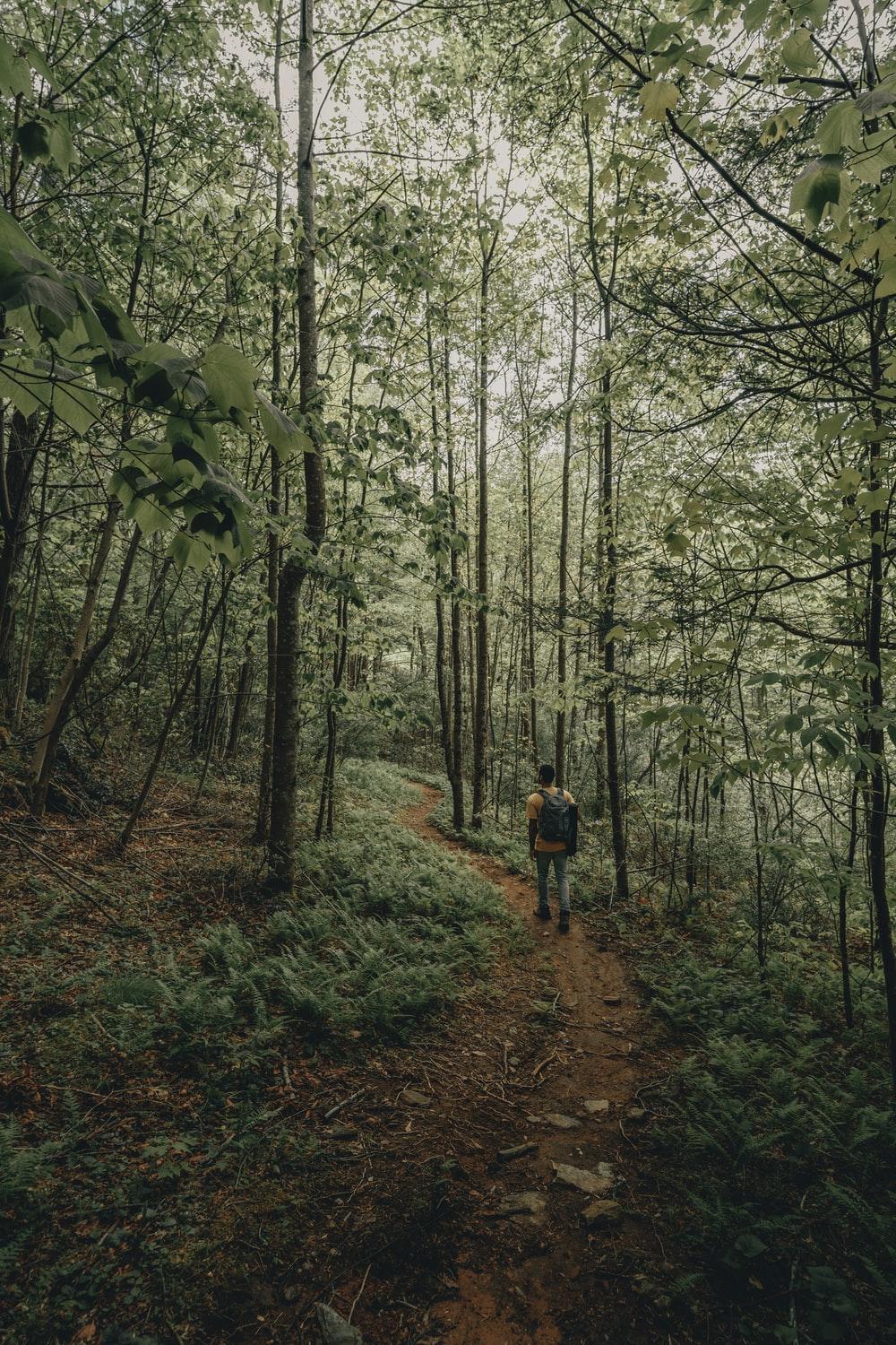 1000x1500 Nature Trail Picture. Download Free Image