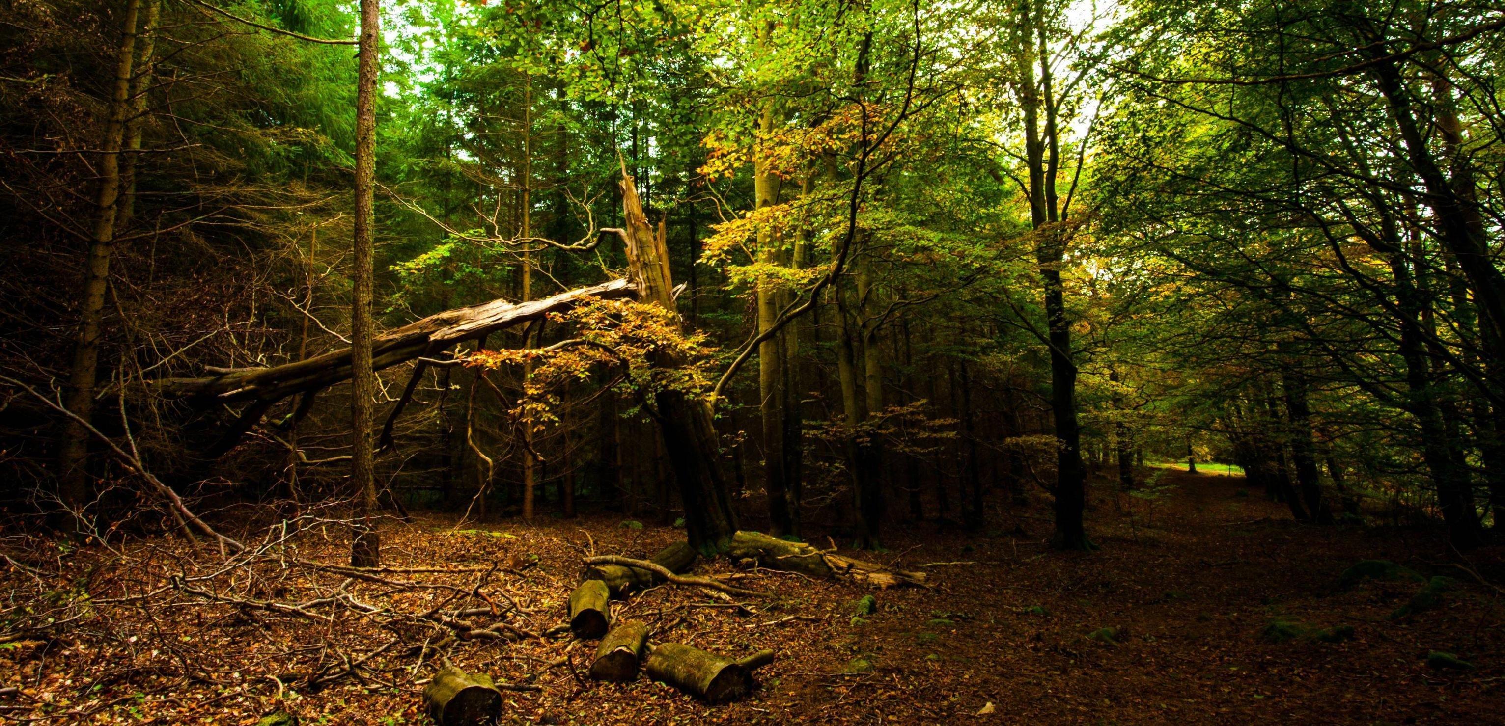 3064x1479 Found on a Hiking Trail in Cairnie Forrest Scotland HD wallpaper