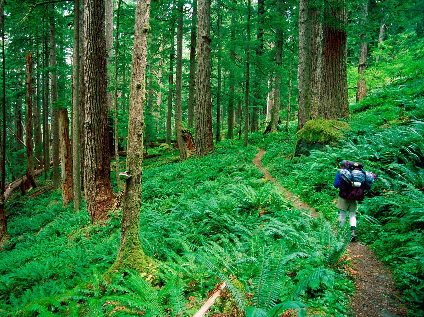 1603x1200 on my next trip home I really want to hike the Hoh rainforest. Olympic national park washington, National parks, Olympic national forest