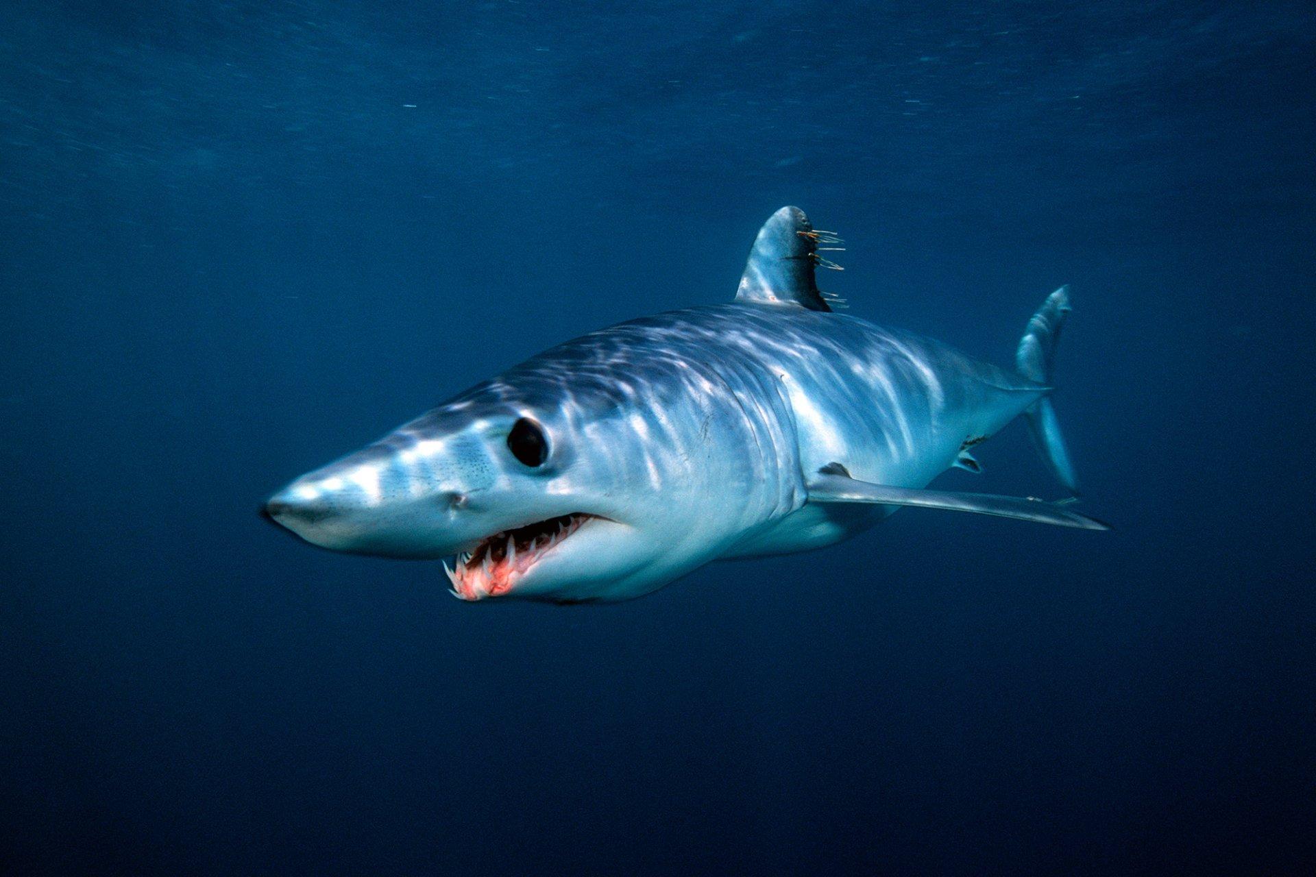 1920x1280 Mako Shark HD Wallpaper and Background Image