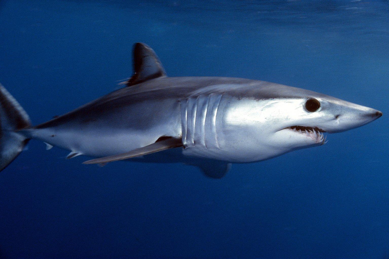 1535x1024 Mako Shark Wallpaper and Background Imagex1024