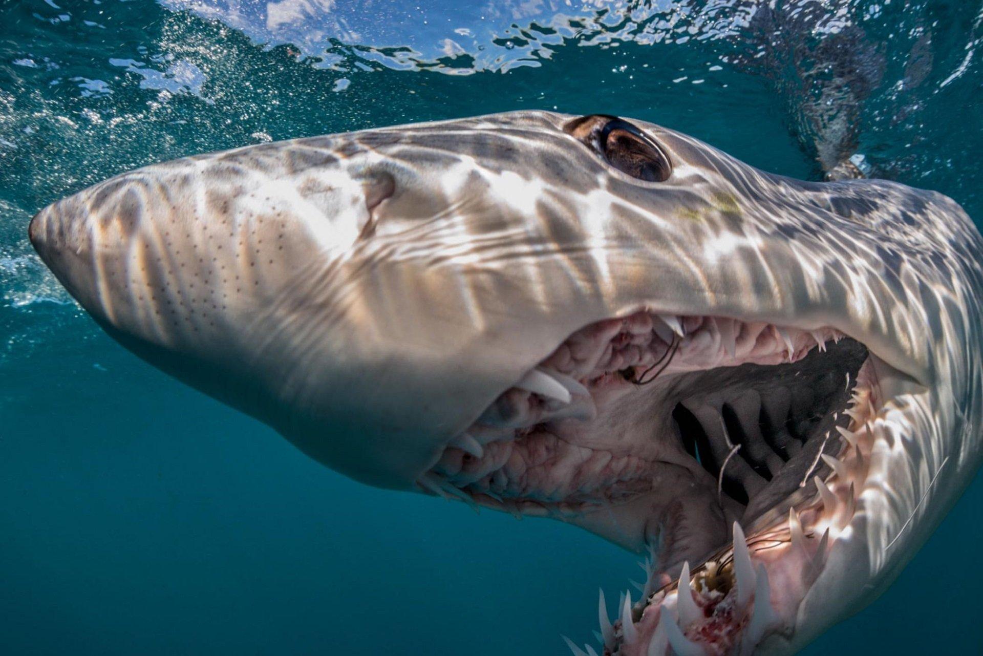 1920x1281 Shark HD Wallpaper