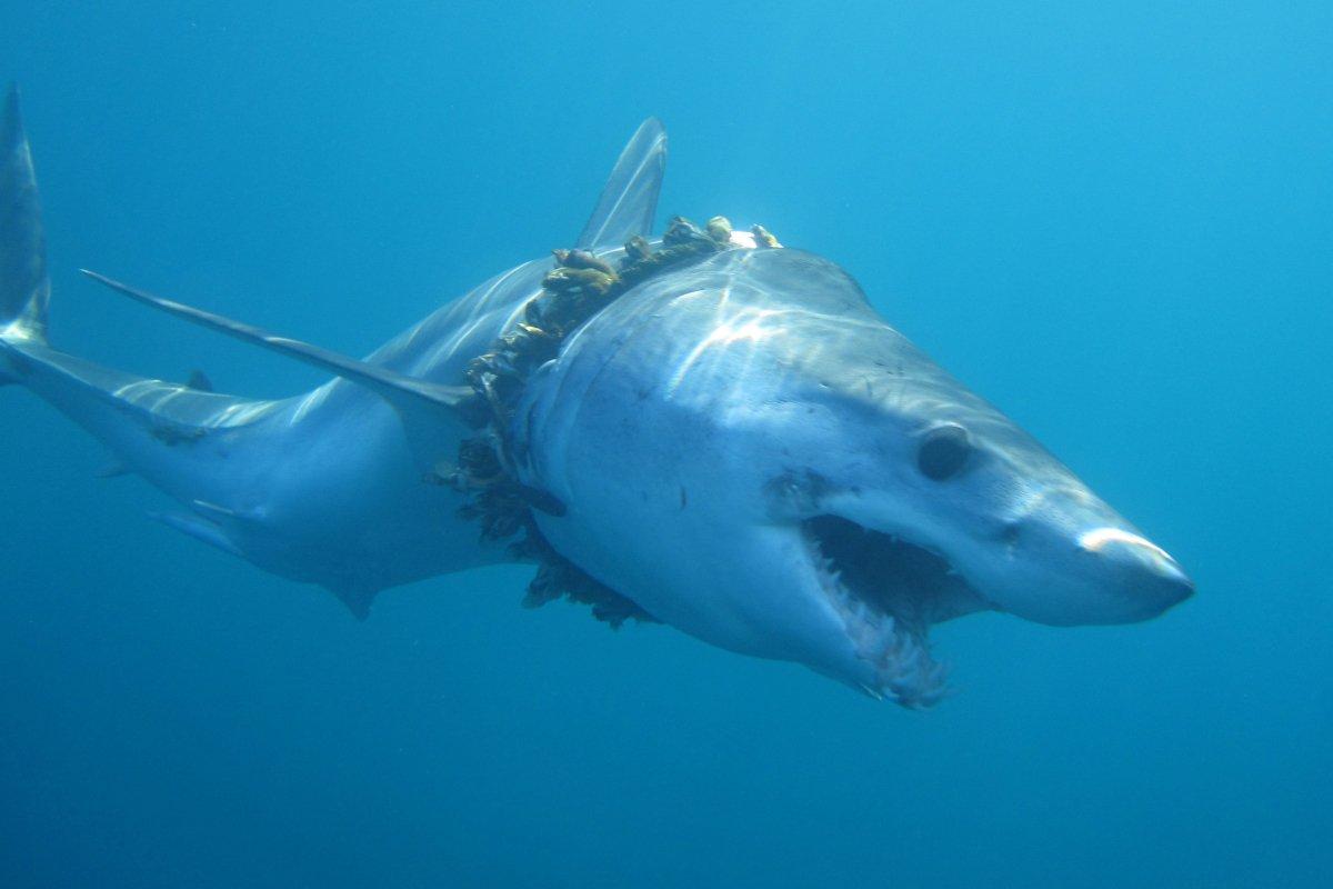 1200x800 Mako Shark Widescreen Wallpaper 74771
