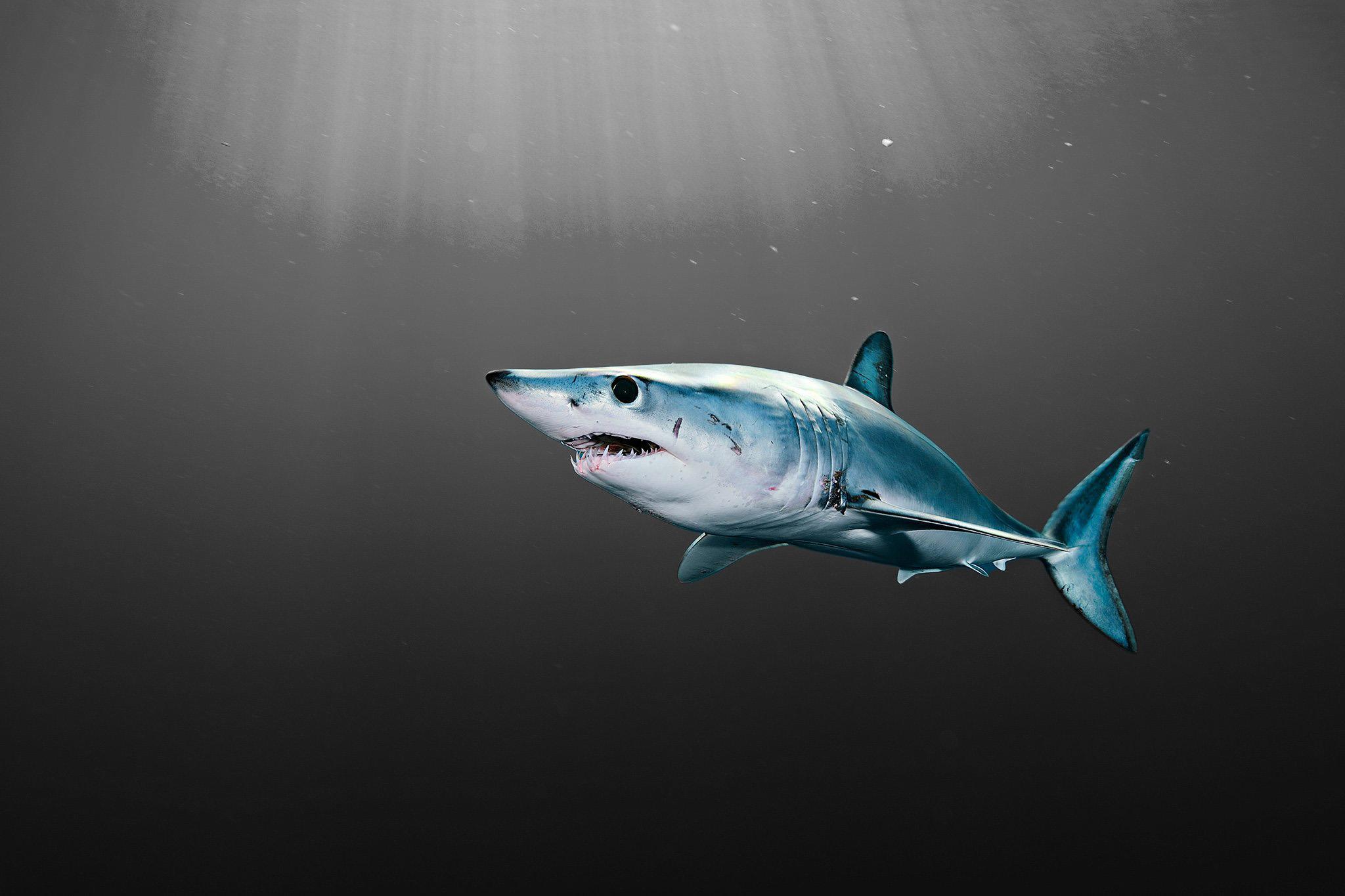 2048x1365 Mako Shark Wallpaper 2048x1365 81206