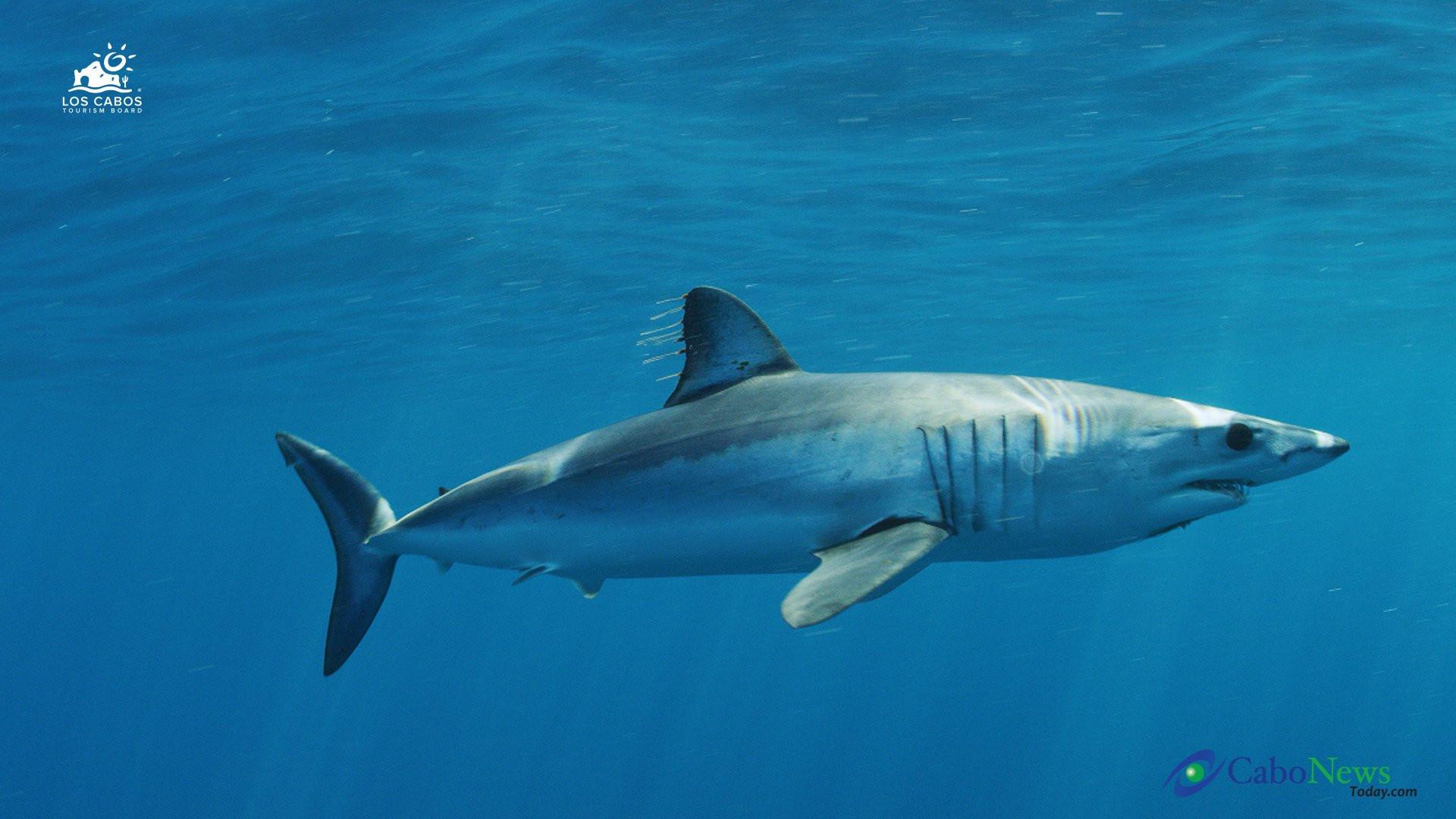 1920x1080 Mako Shark Desktop HD Wallpaper 74758