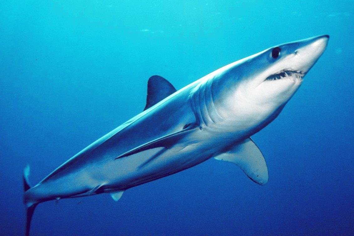 1130x753 Mako shark swims photo and wallpaper. Cute Mako shark swims picture