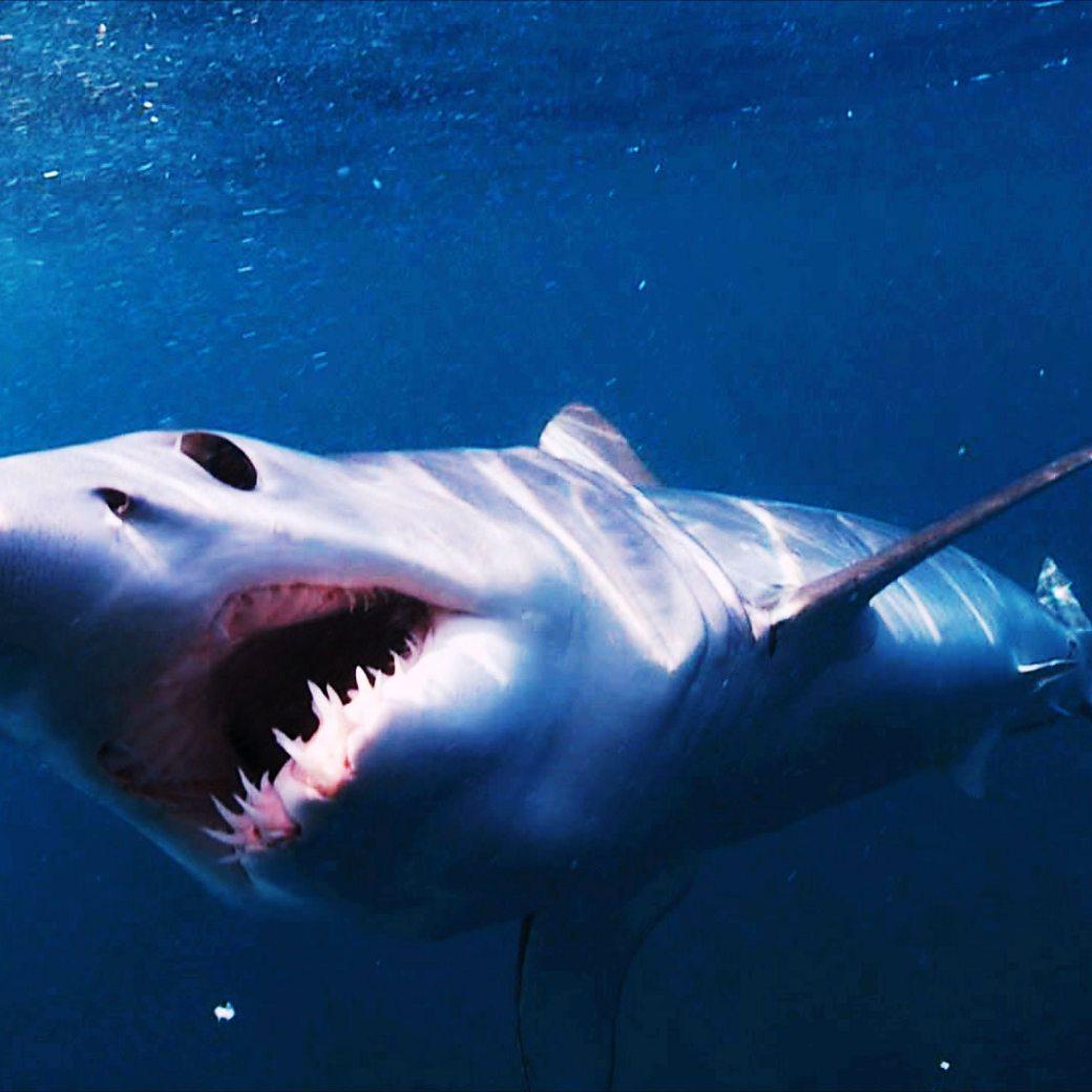 1040x1040 BBC One mako shark