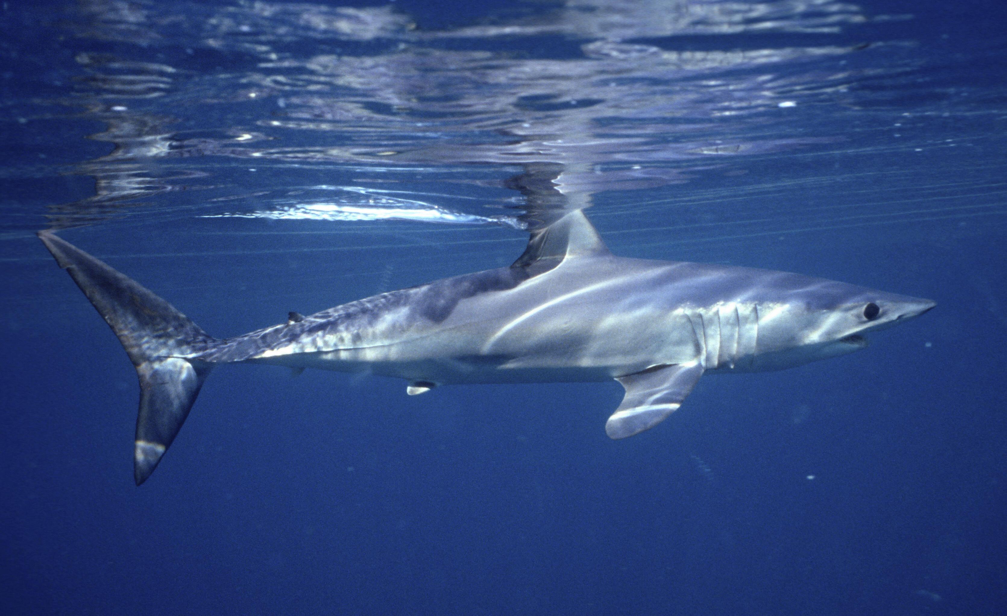 3341x2044 Empty seas: Oceanic shark populations dropped 71% since 1970