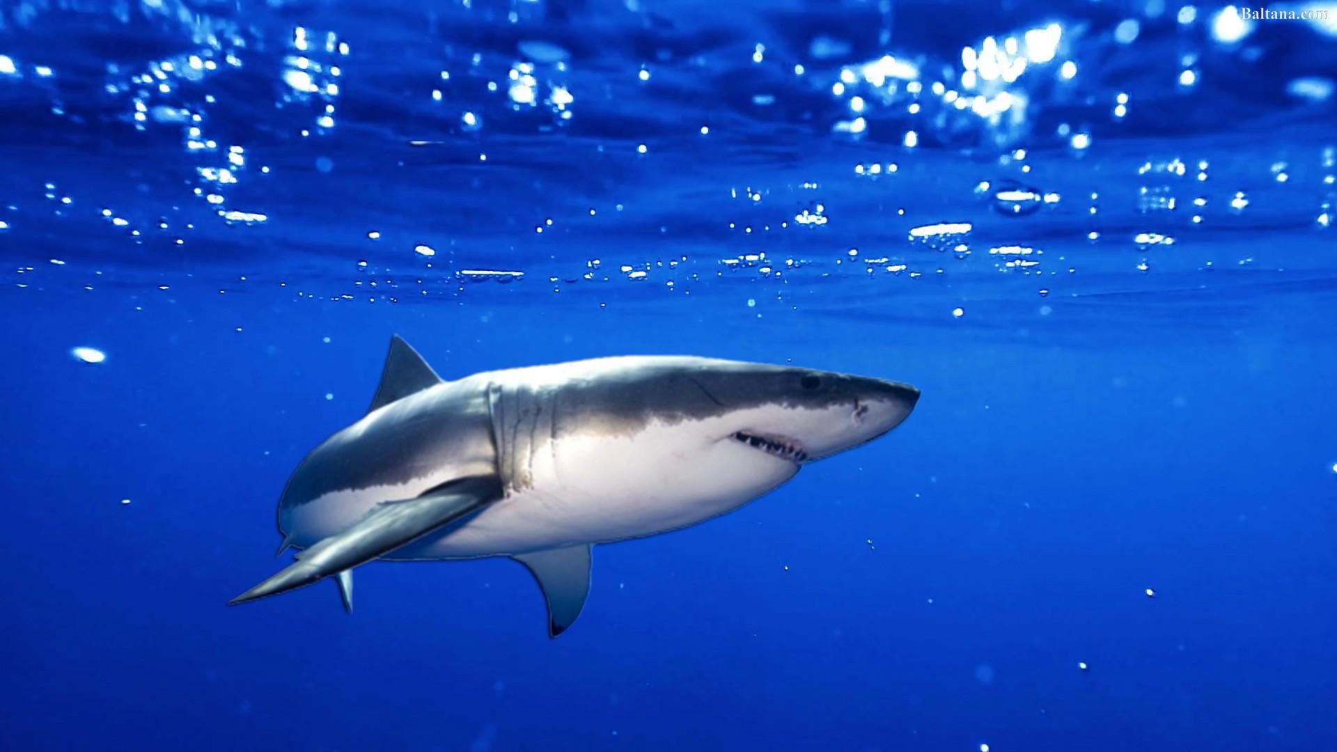 1920x1080 Shark High Definition Wallpaper 31847