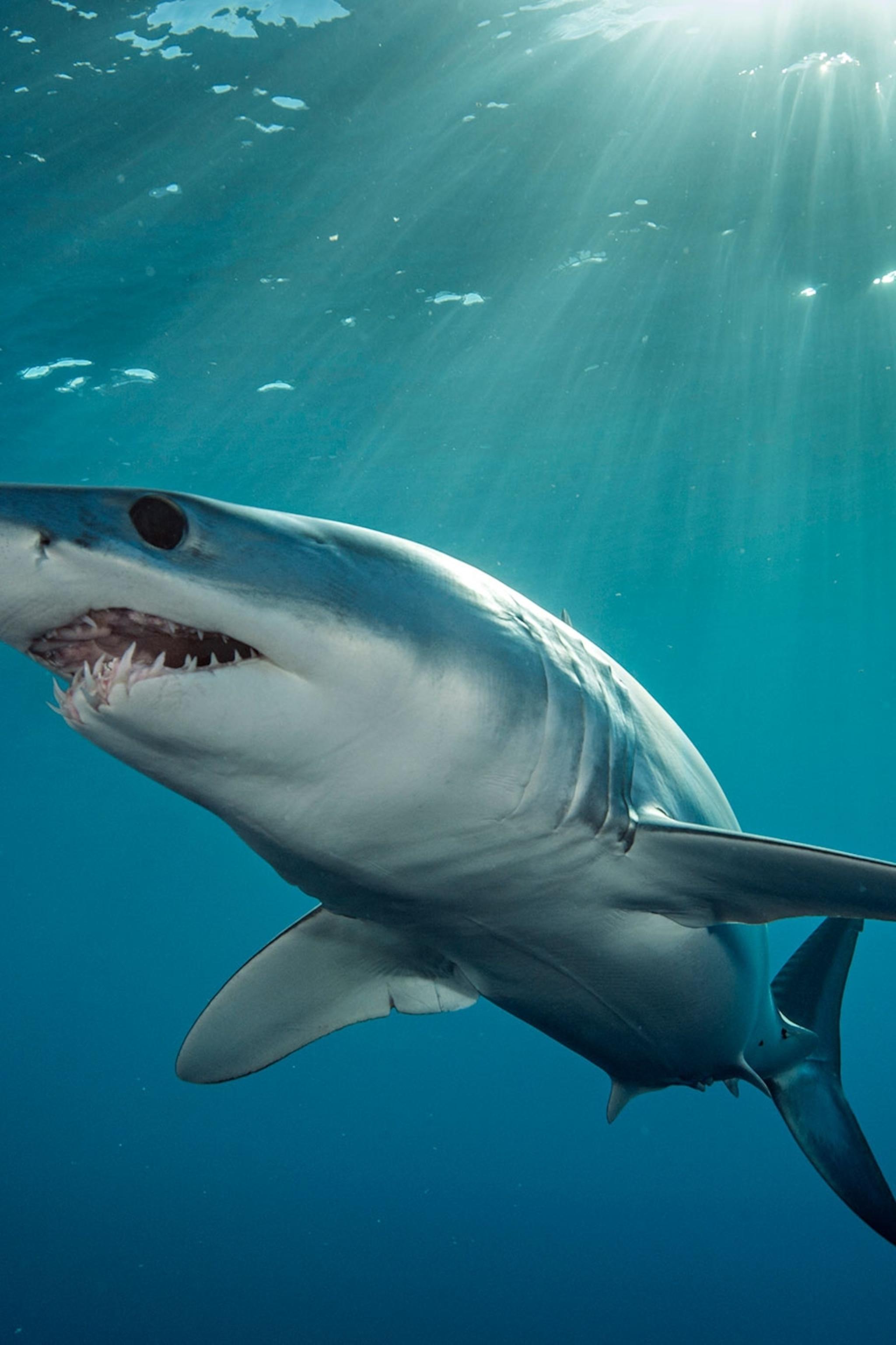 2048x3072 Amazing Sharks You've Never Heard Of