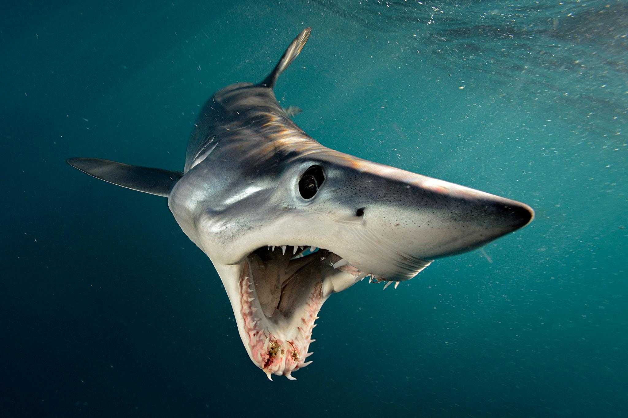 2048x1365 Sharks