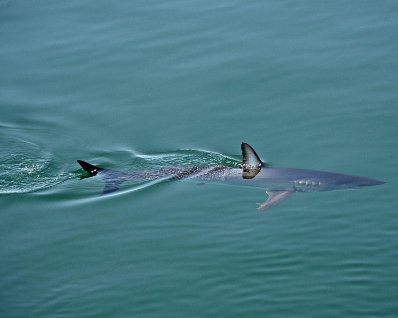 1280x1024 Mako shark's incredible journey could help save species