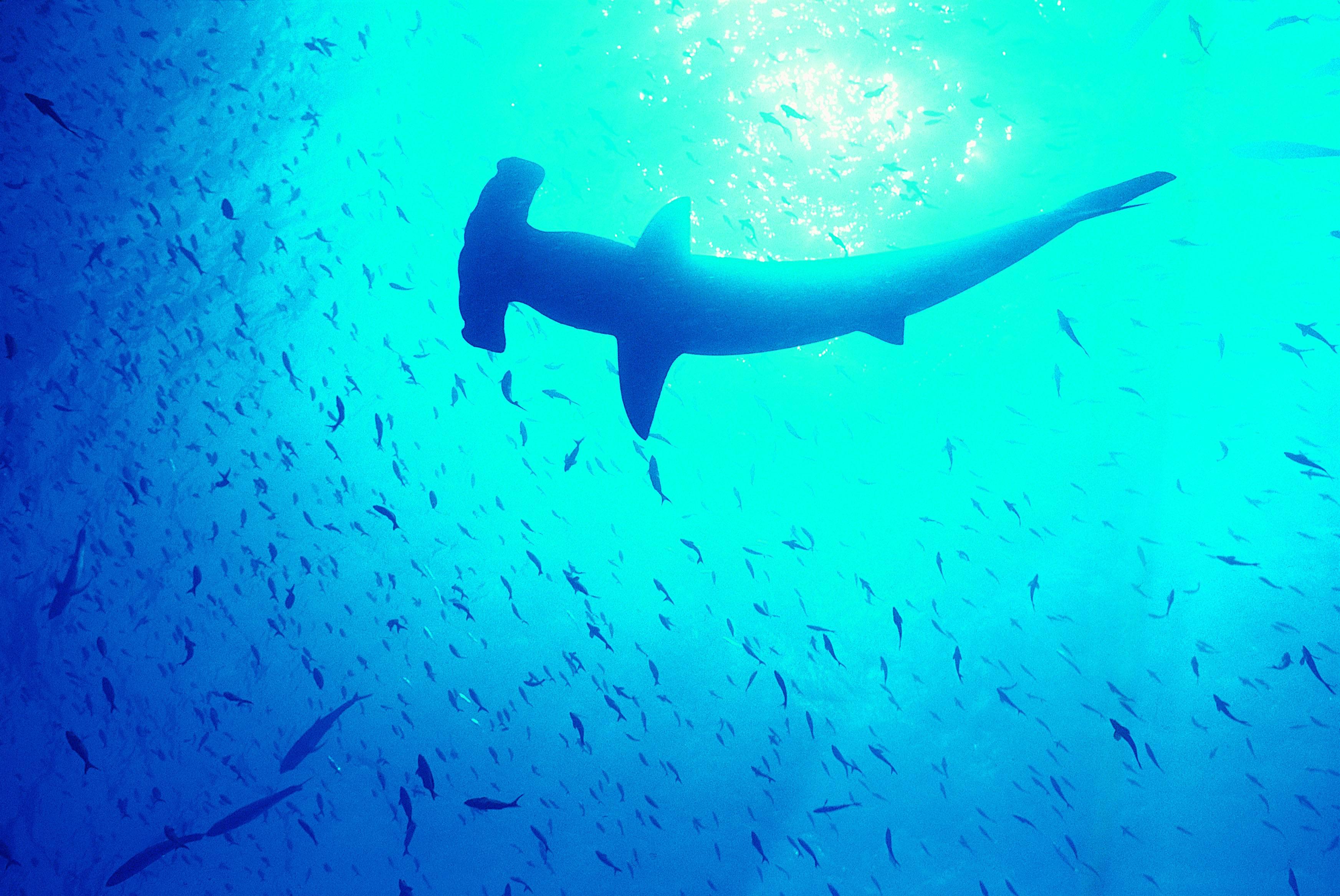3490x2334 fish, sharks, Hammerhead Shark Wallpaper /
