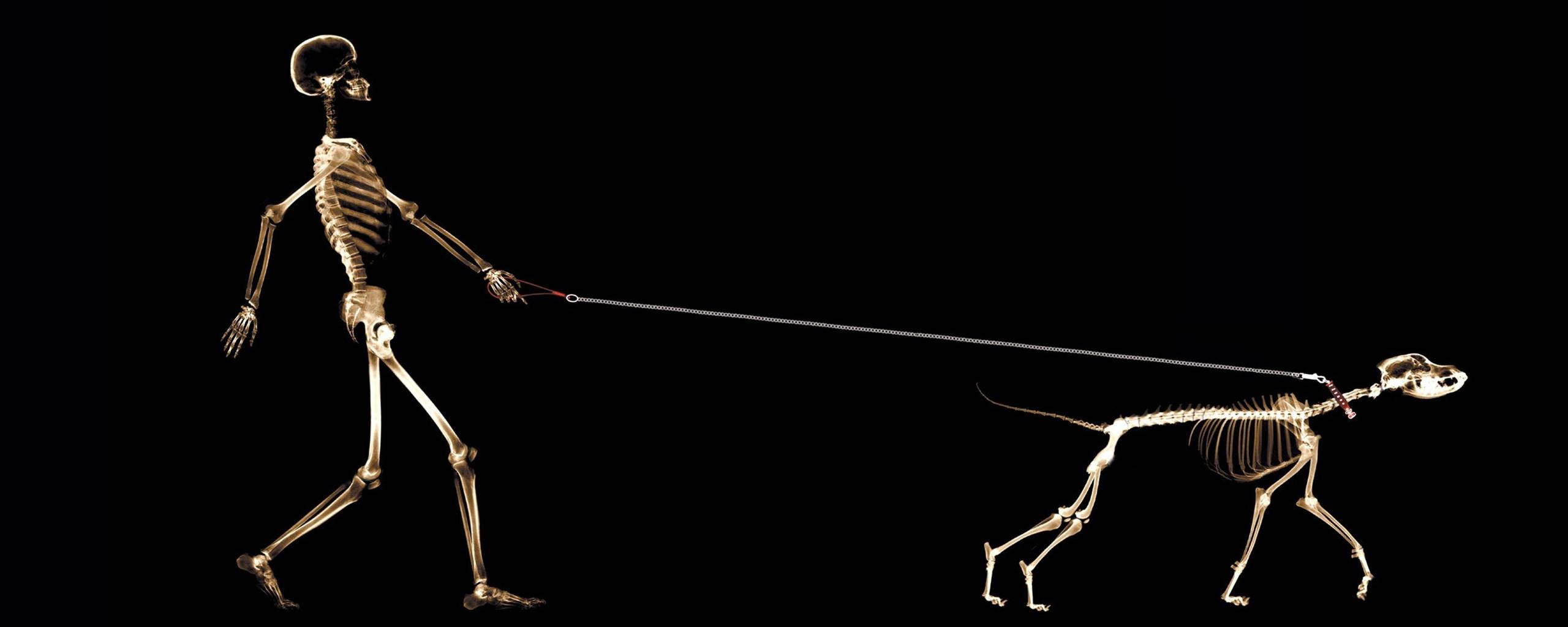 2560x1024 Amazing Creative Dual Screen Monitor HD Wallpaper