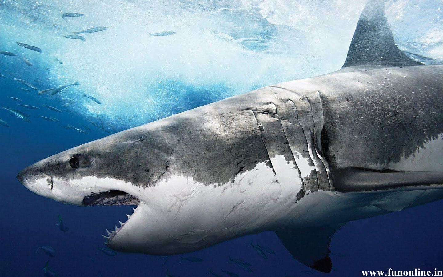 1440x900 Wallpaper Scary Shark Free Deadly White Sharks HD 1440x900. Great white shark, Sharks scary, Shark