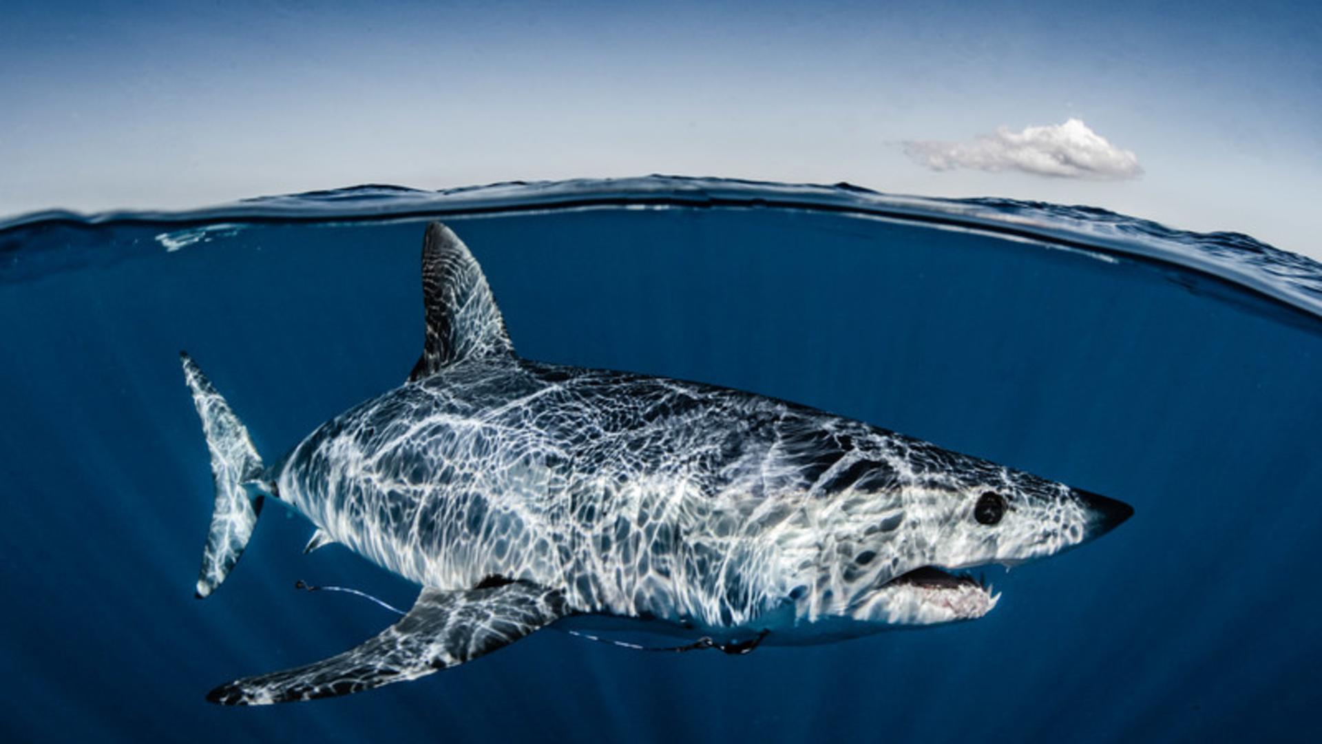 1920x1080 Mako Shark King of the Pelagic Realm. Youth Shorts Program (High School). International Ocean Film Festival
