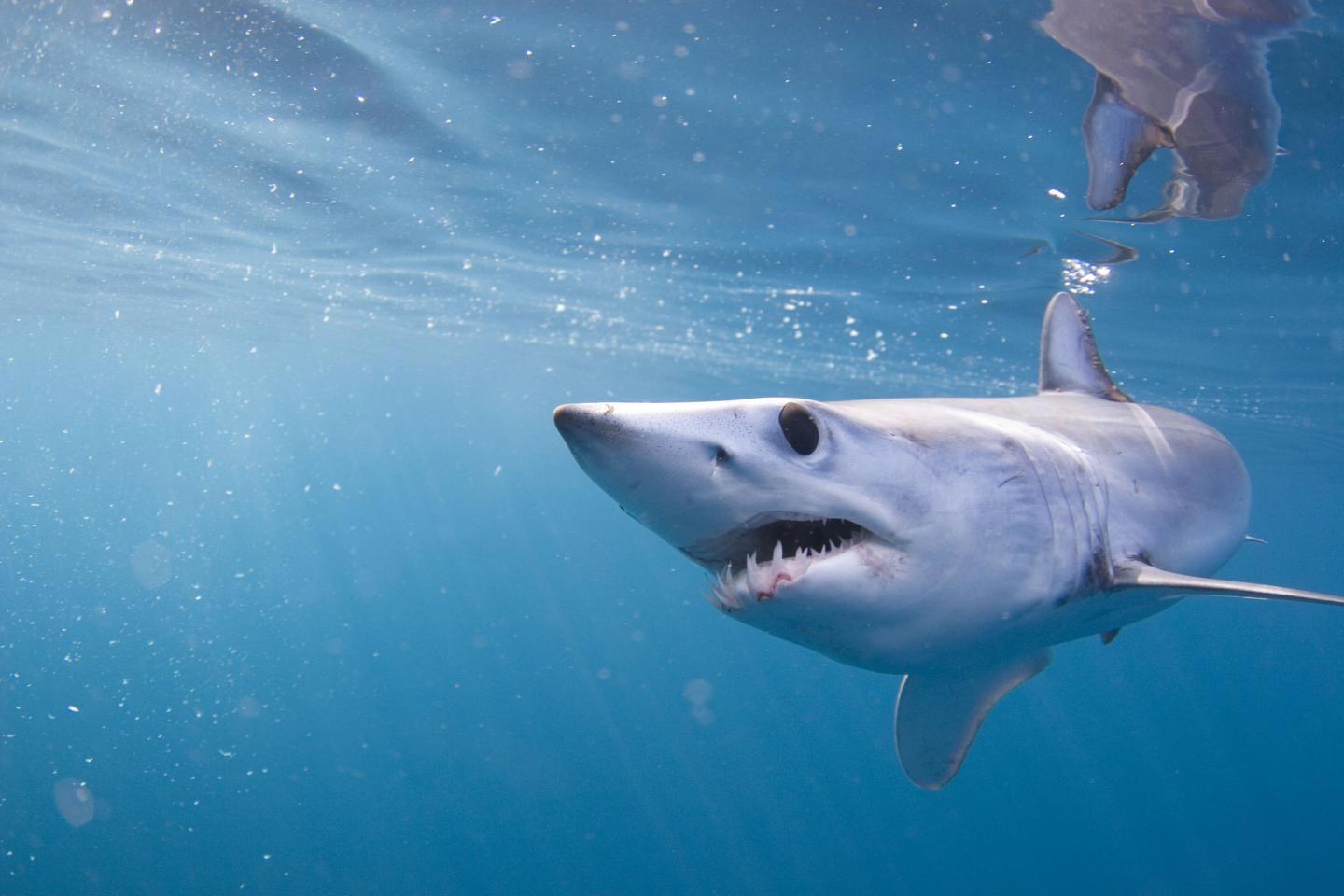 1440x960 Shortfin Mako Shark Wallpaper