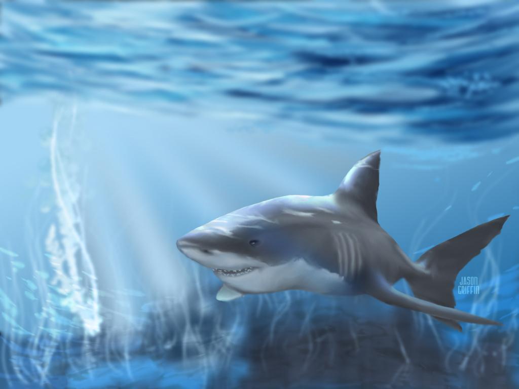 1024x768 ♥ Shark ♥