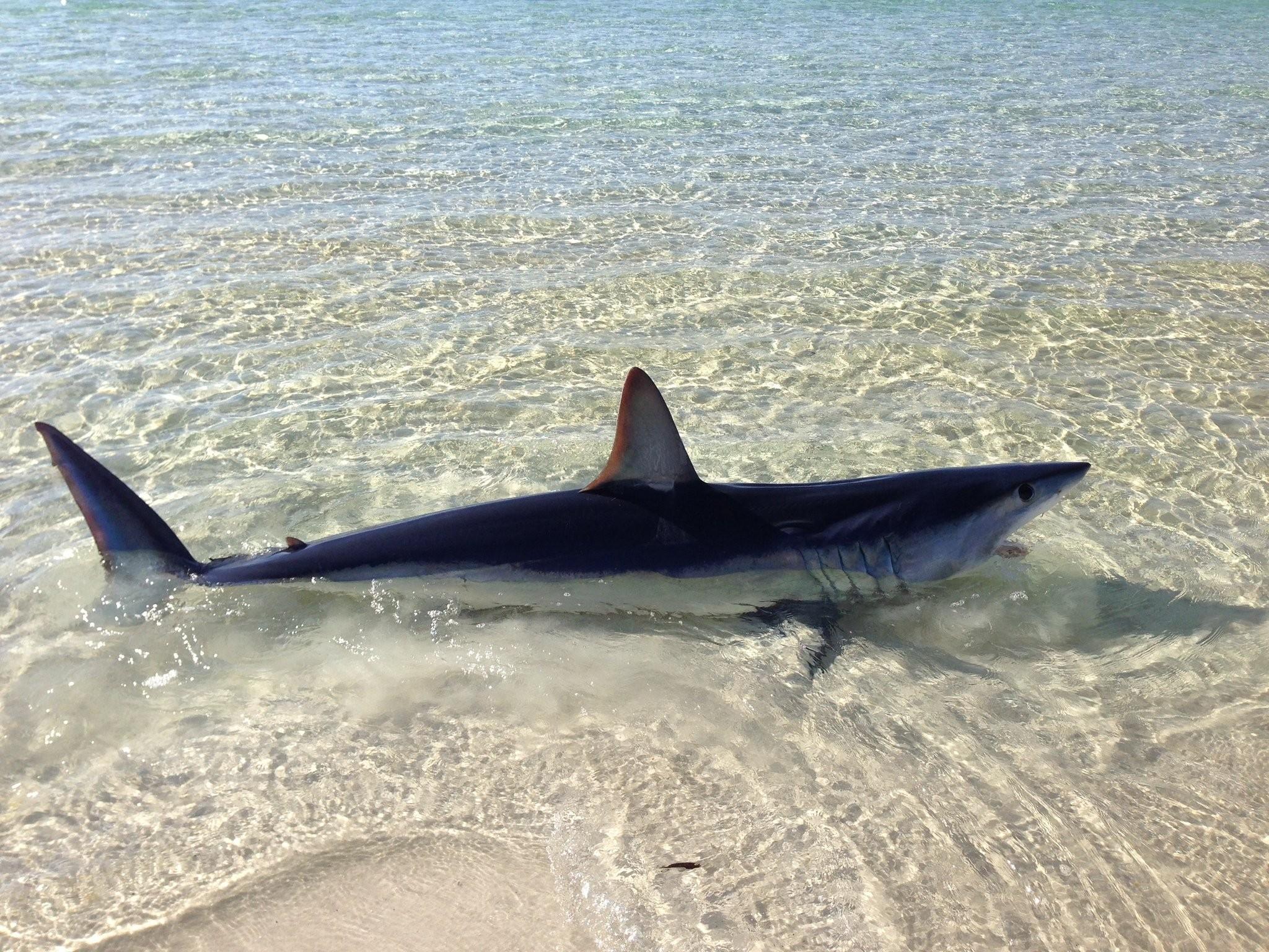 2048x1536 10 Foot Mako Shark Washes Up On Santa Rosa Beach (photos)