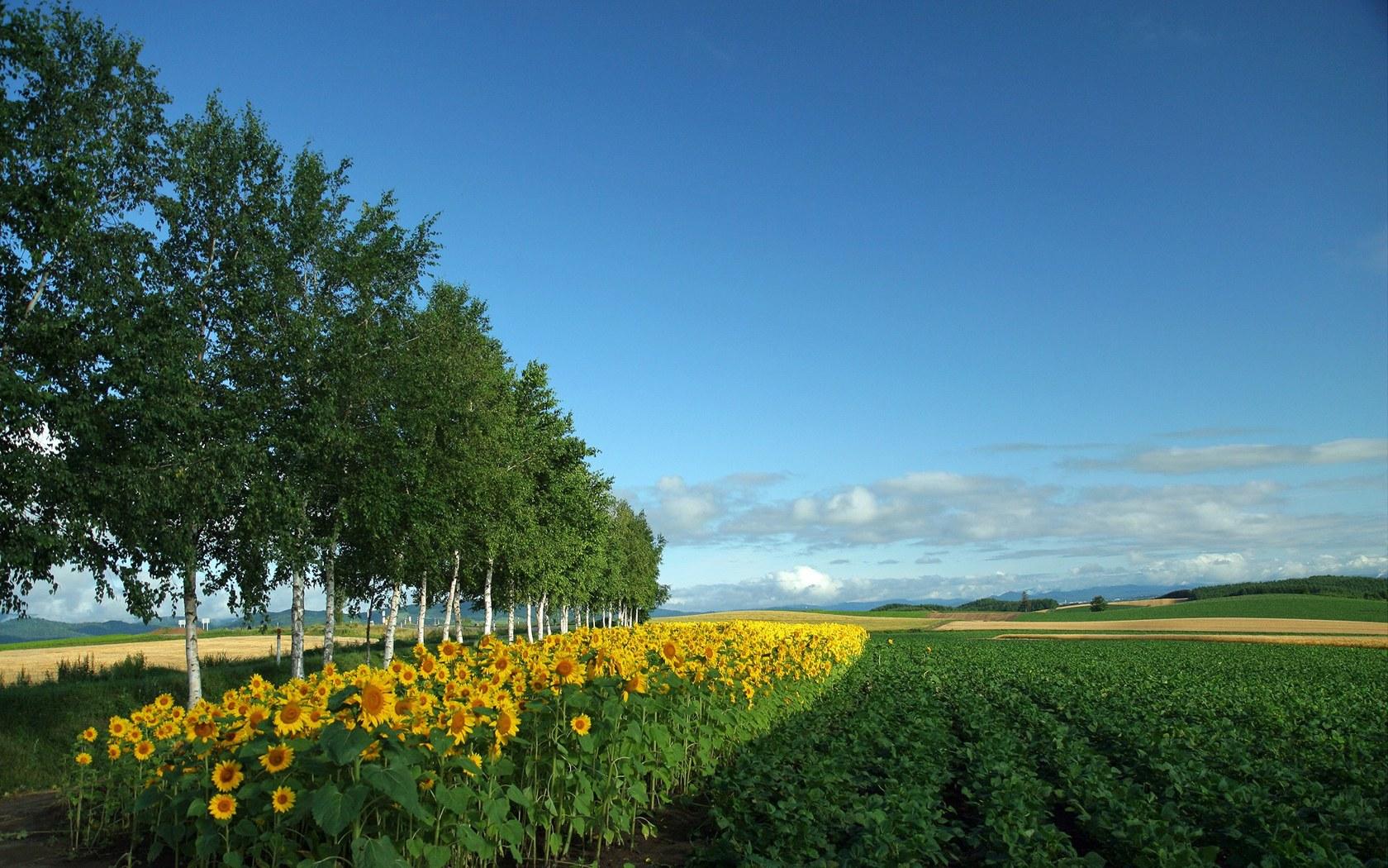 1680x1050 Japan Hokkaido Country Field : Open Field Under Sky 1680x1050 NO.10 Desktop Wallpaper