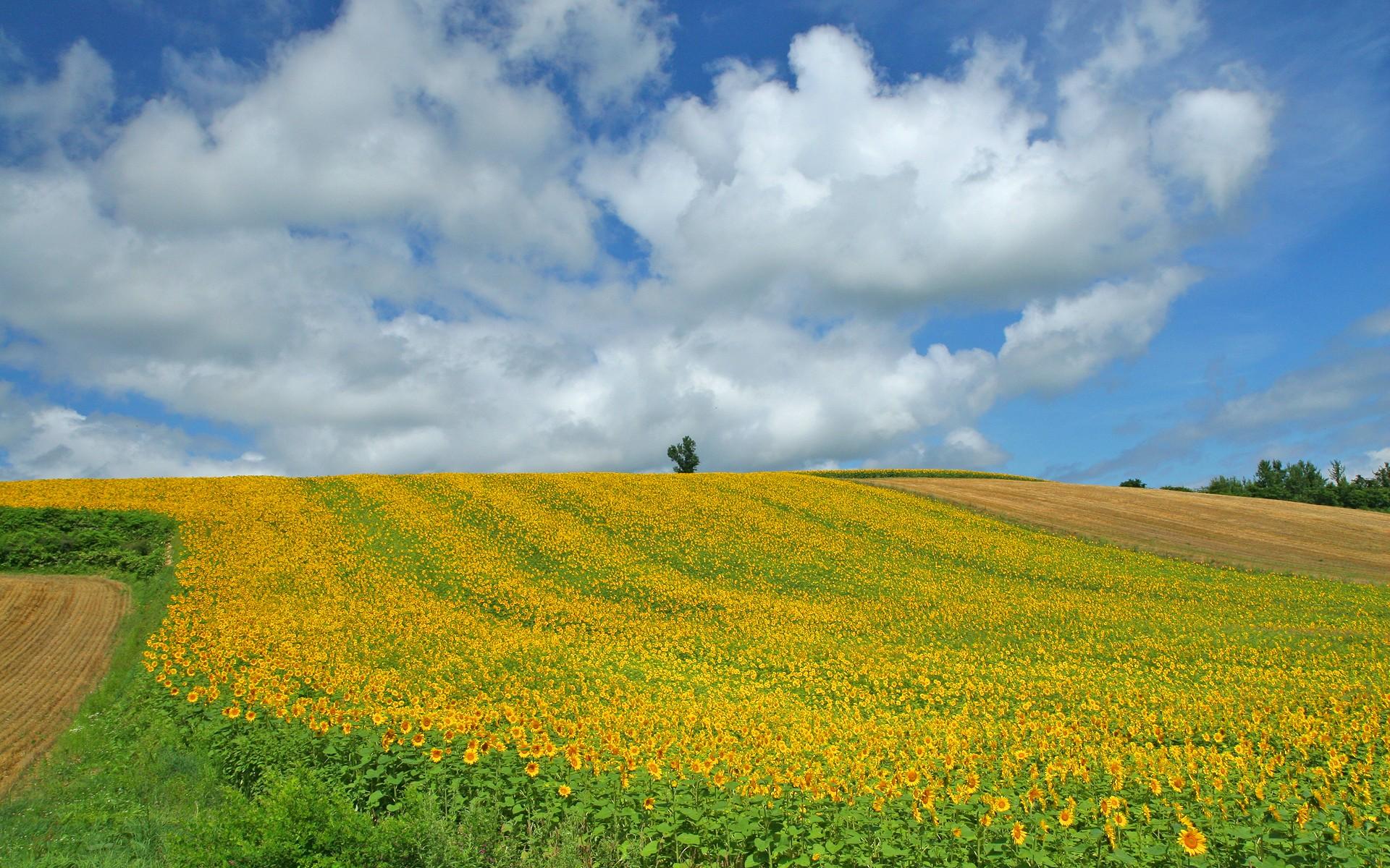 1920x1200 Japan Hokkaido Country Field : Open Field Under Sky 1920x1200 NO.12 Desktop Wallpaper