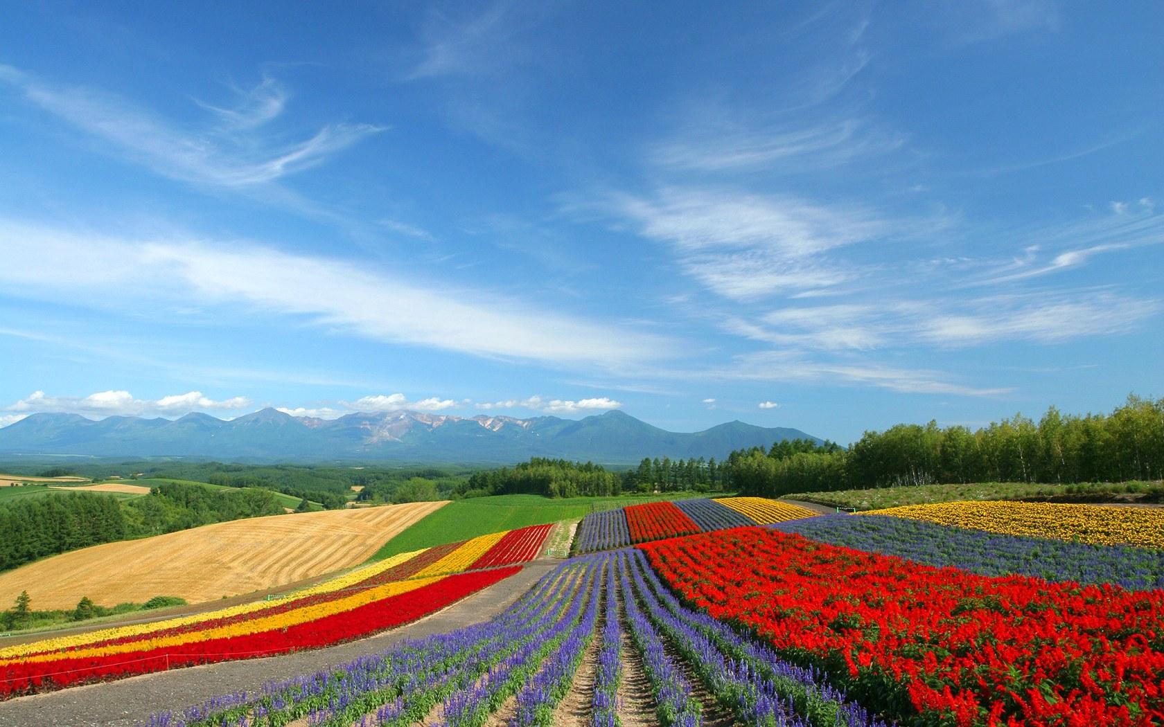 1680x1050 Japan Hokkaido Country Field : Open Field Under Sky 1680x1050 NO.23 Desktop Wallpaper