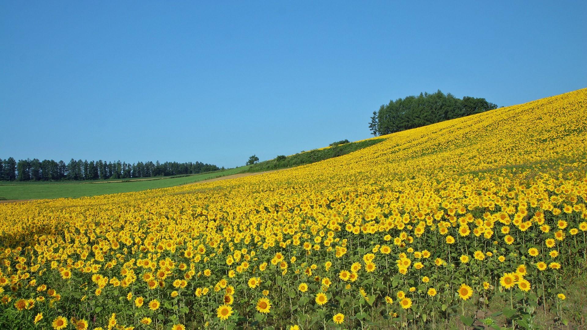 1920x1080 Open Field