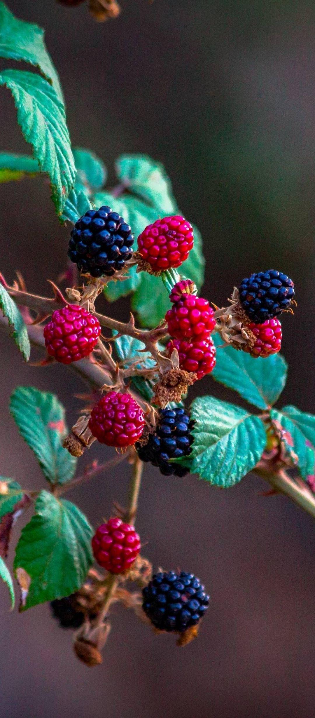1080x2460 Fruits Raspberry Blackberry - [1080x2460]