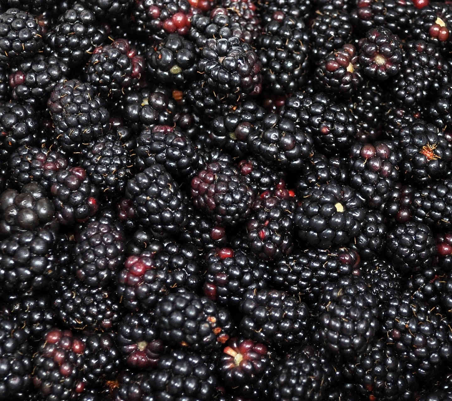 1440x1280 FREE Blackberry Wallpaper in PSD