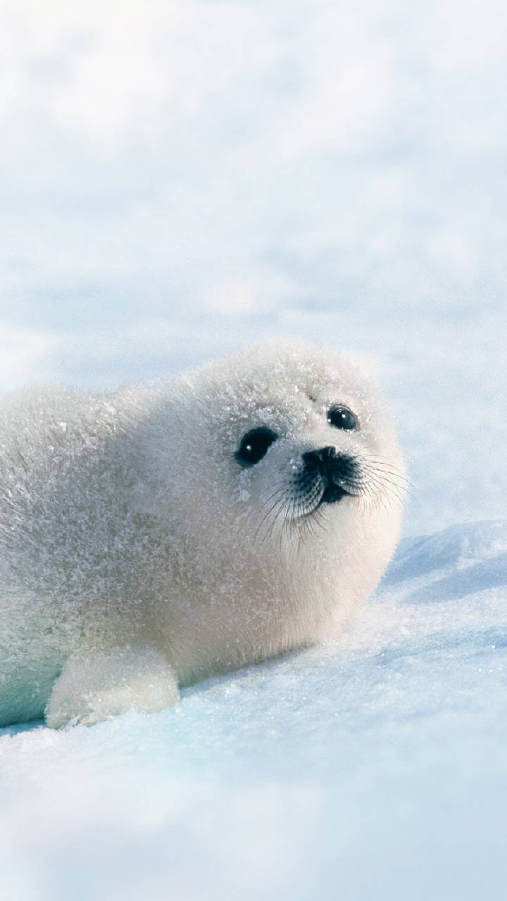 720x1280 Cute Seal Wallpaper