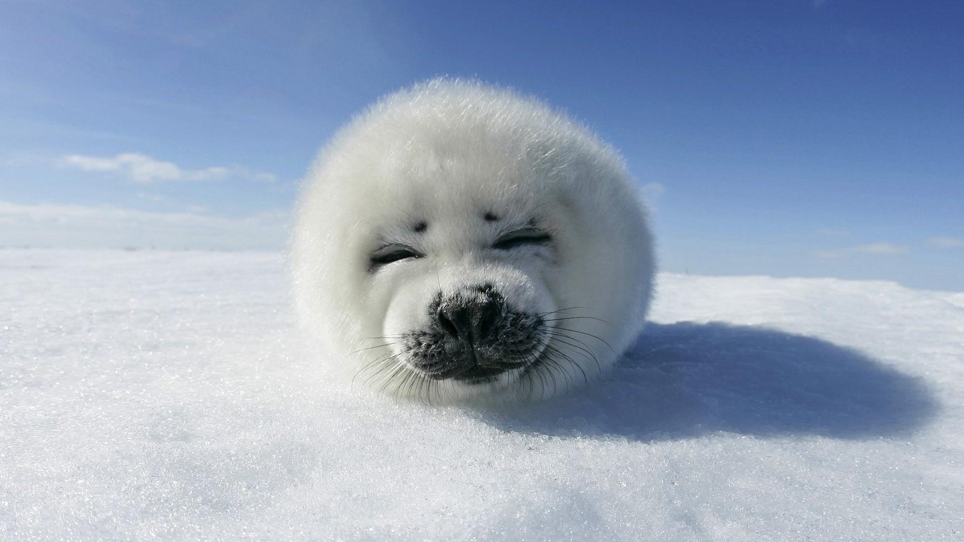 1920x1080 Baby Seal Wallpaper background picture