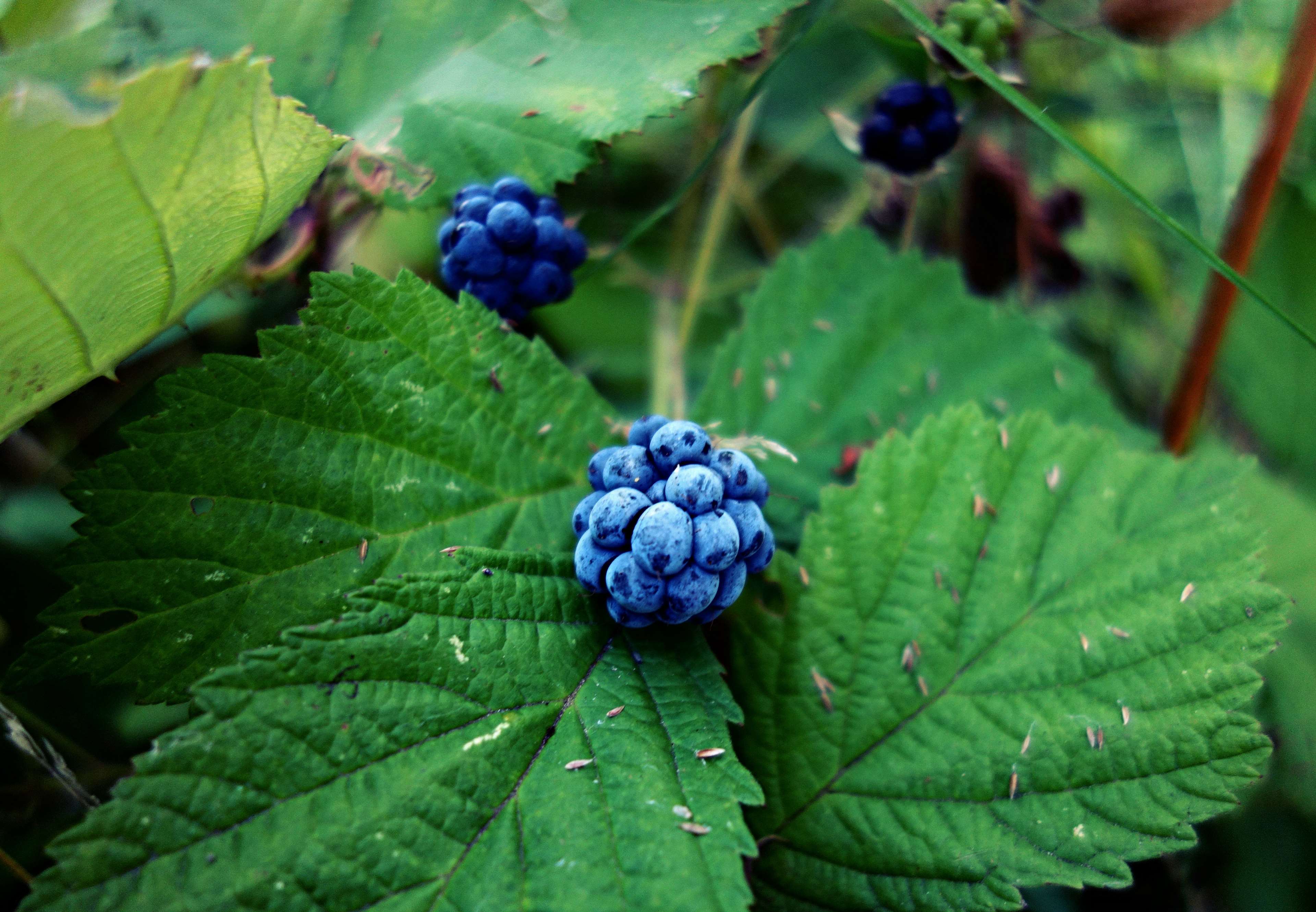 3840x2659 berry, blackberry, food, fresh, fresh berries, fruit, sweet, vitamin 4k wallpaper