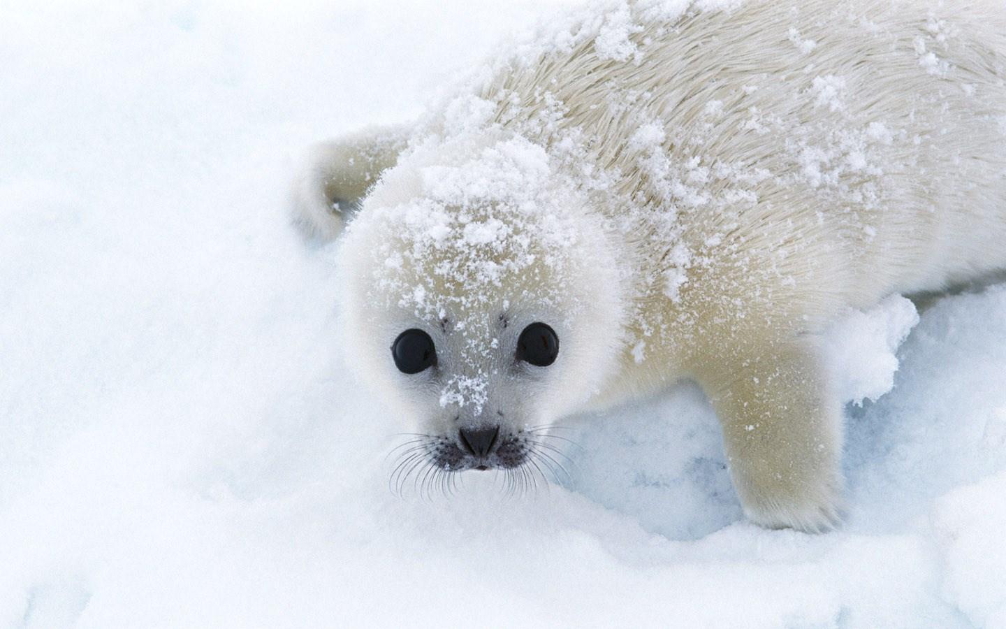 1440x900 seal for mac computers