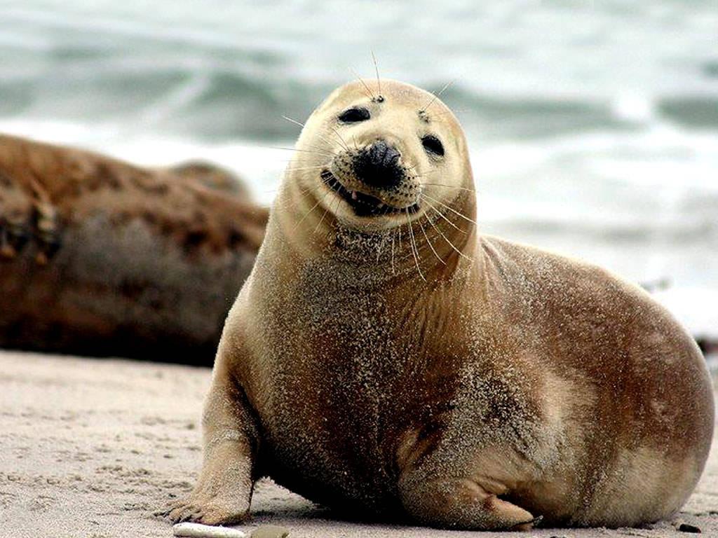 1024x768 Seal Wallpaper