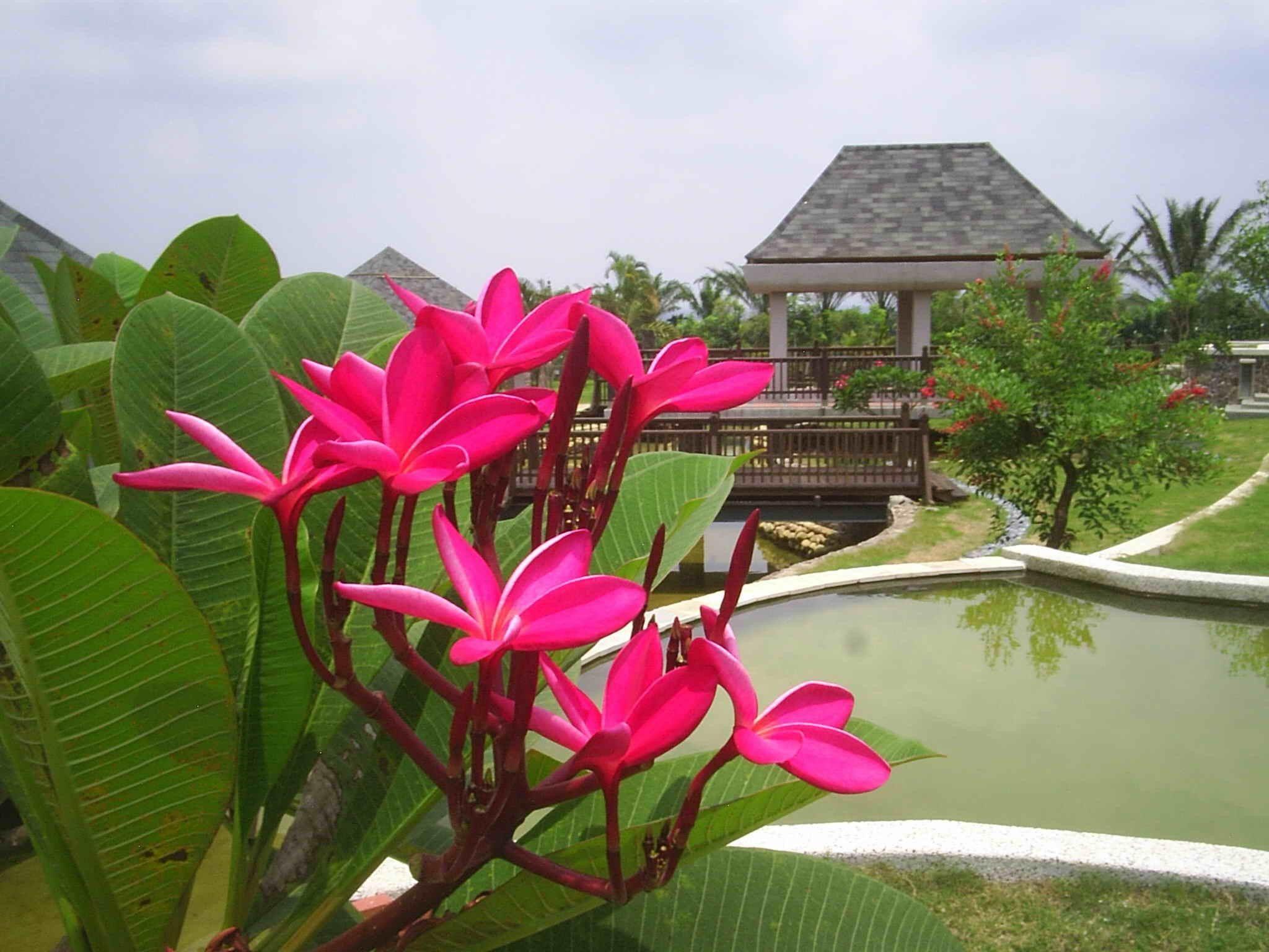 2048x1536 Swimming Garden Tropical Plam Deep Trees Pink Flowers Relaxing Pool