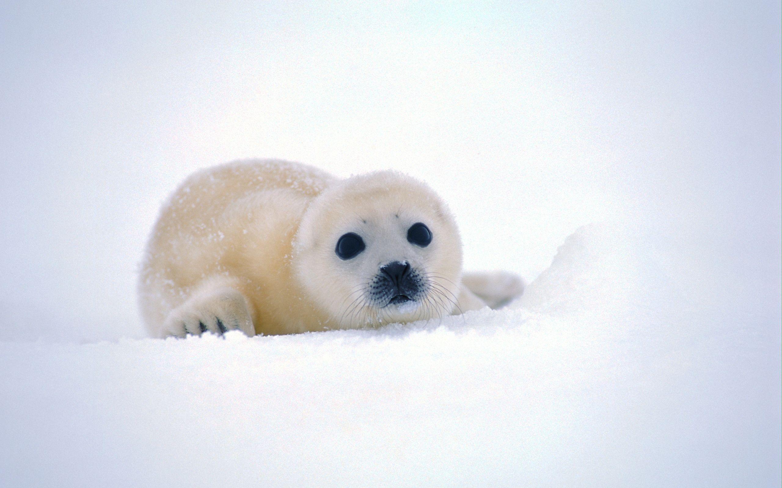 2560x1600 Baby Seal Wallpaper background picture
