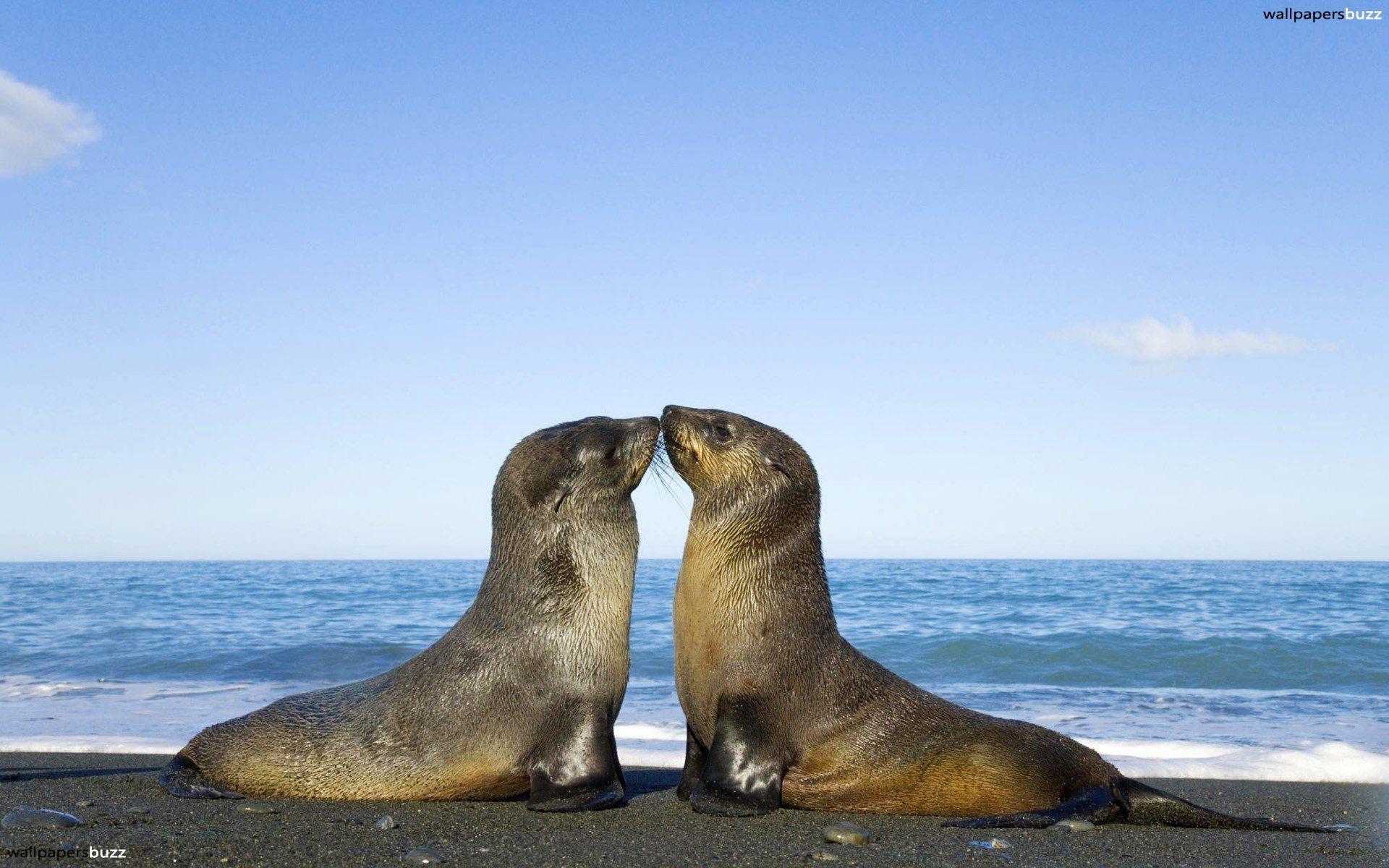 1920x1200 Seal Wallpaper
