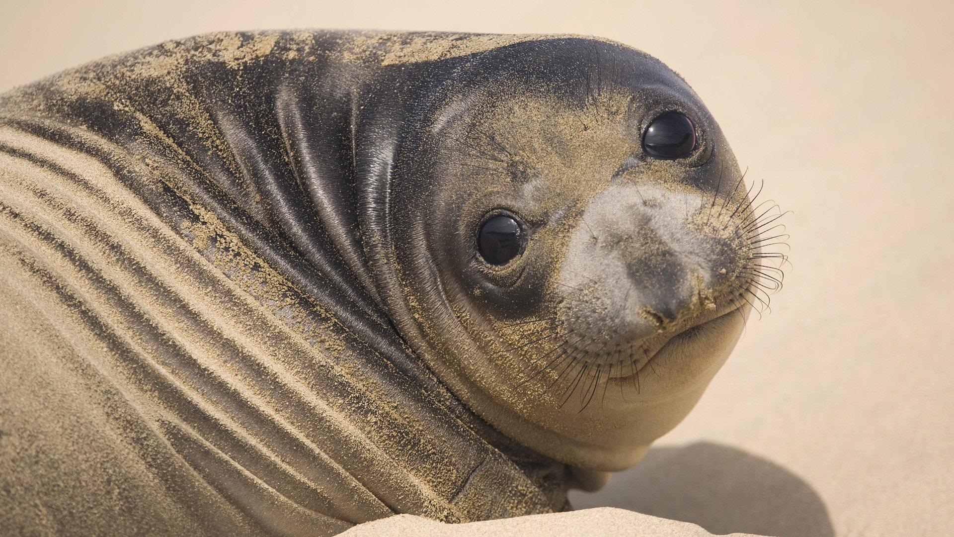 1920x1080 Seal wallpaper 1920x1080 Full HD (1080p) desktop background