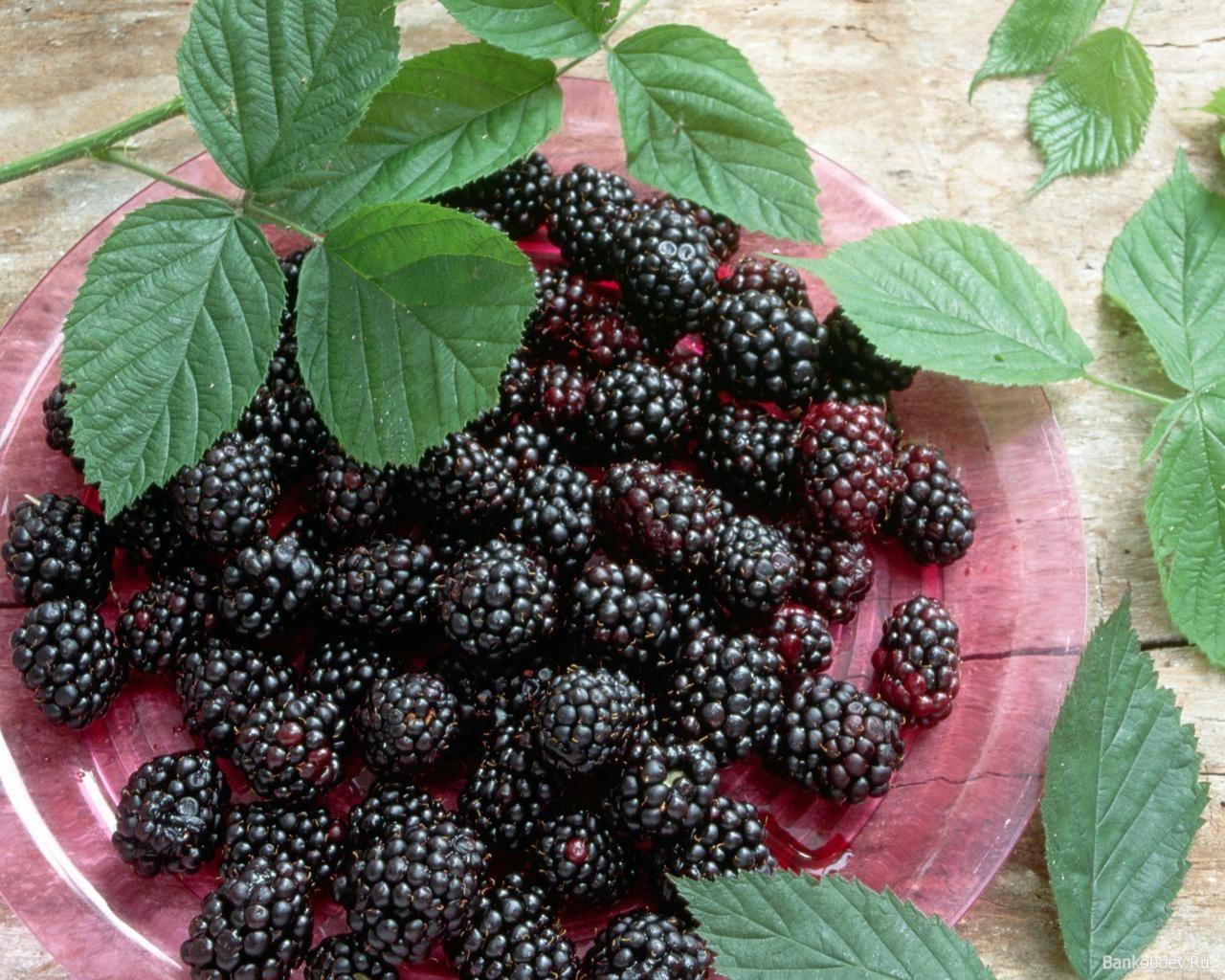 1280x1024 Wallpaper Blackberry Food Fruit