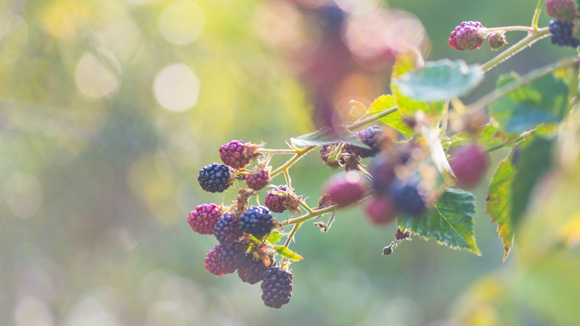 1920x1080 Caring for Fruit Trees and Bushes: Blackberry Day Blog