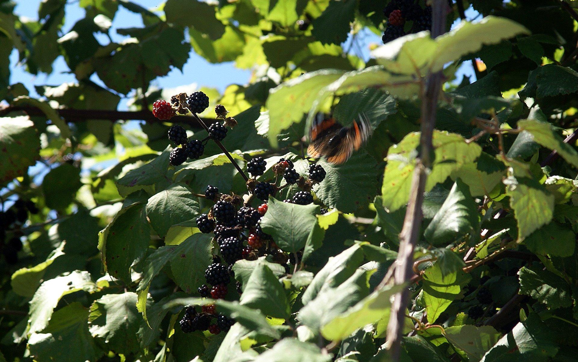 1920x1202 blackberry fruit wallpaper