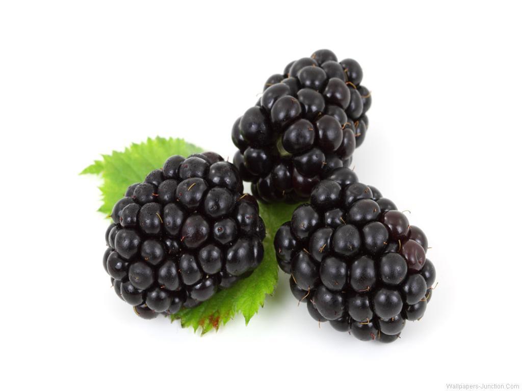 1024x768 Blackberries. The Gardens Trust