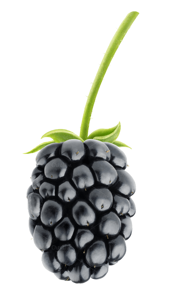 680x1180 Blackberry Fruit PNG Transparent Image