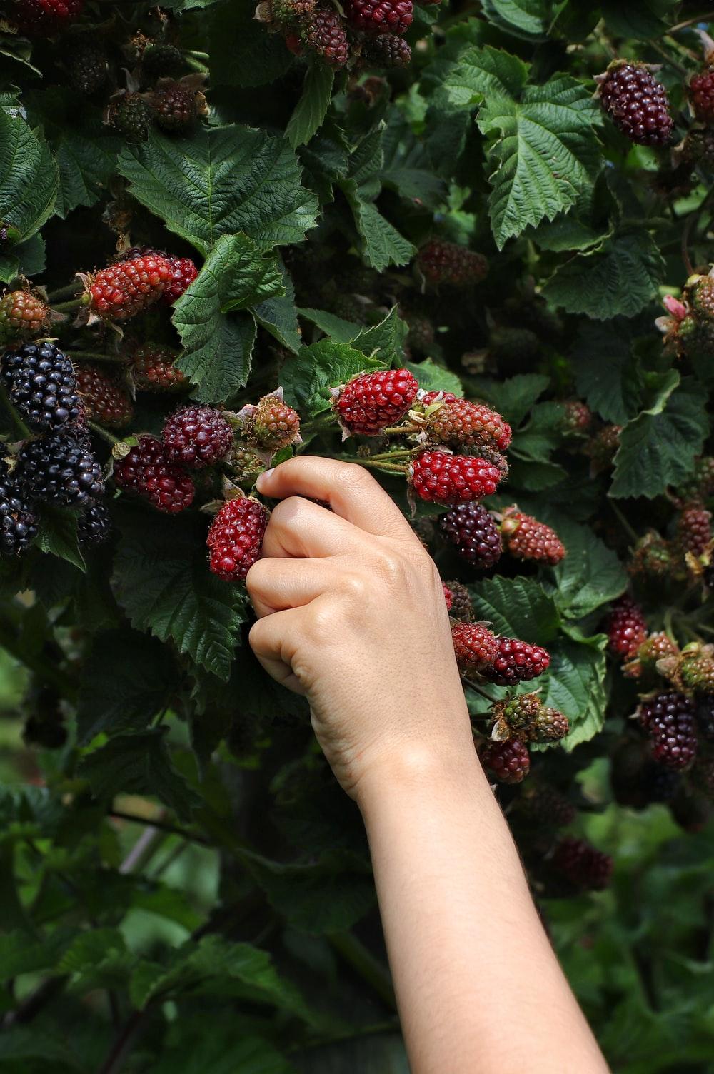 1000x1504 Blackberry Picture [HD]. Download Free Image