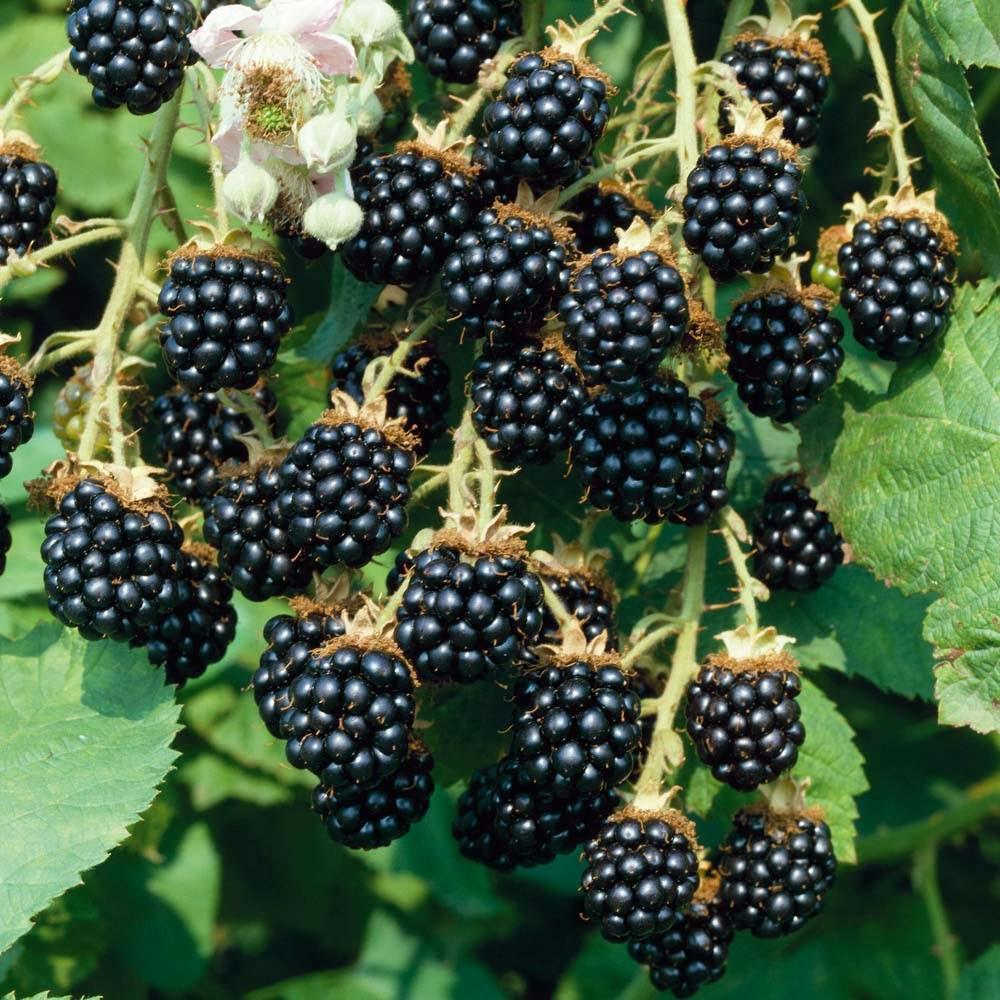 1000x1000 HD Wallpaper. Funny Videos. Hot Girls Photo. Amazing Wallpaper. Funny Picture: Blackberry Fruit Wallpaper
