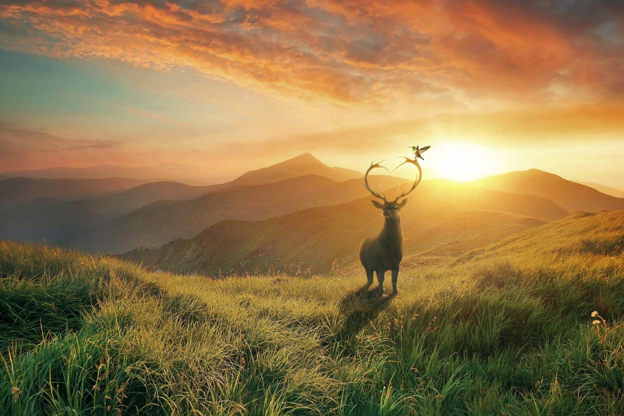 2160x1440 Download 2160x1440 Deer, Field, Sunset, Mountain, Scenic, Grass Wallpaper