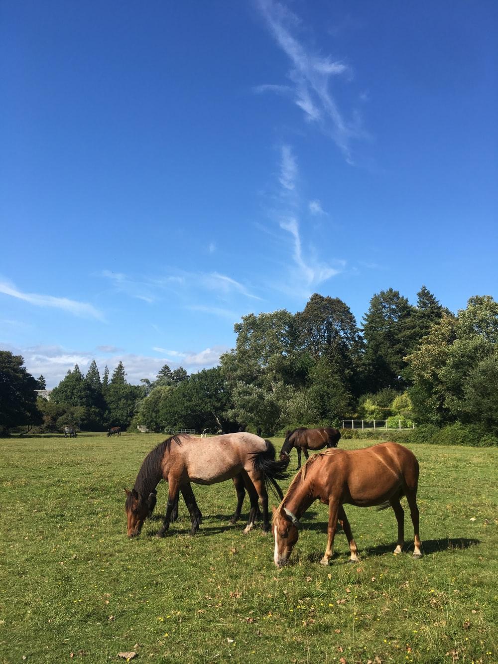 1000x1333 Country Life Picture. Download Free Image