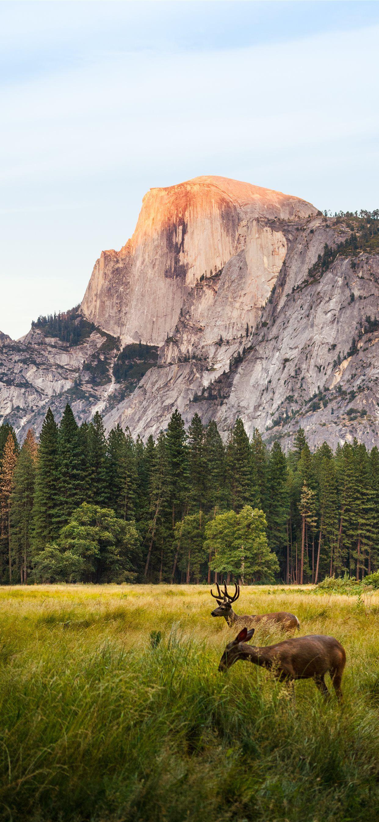1242x2688 two brown deer beside trees and mountain iPhone SE Wallpaper Free Download